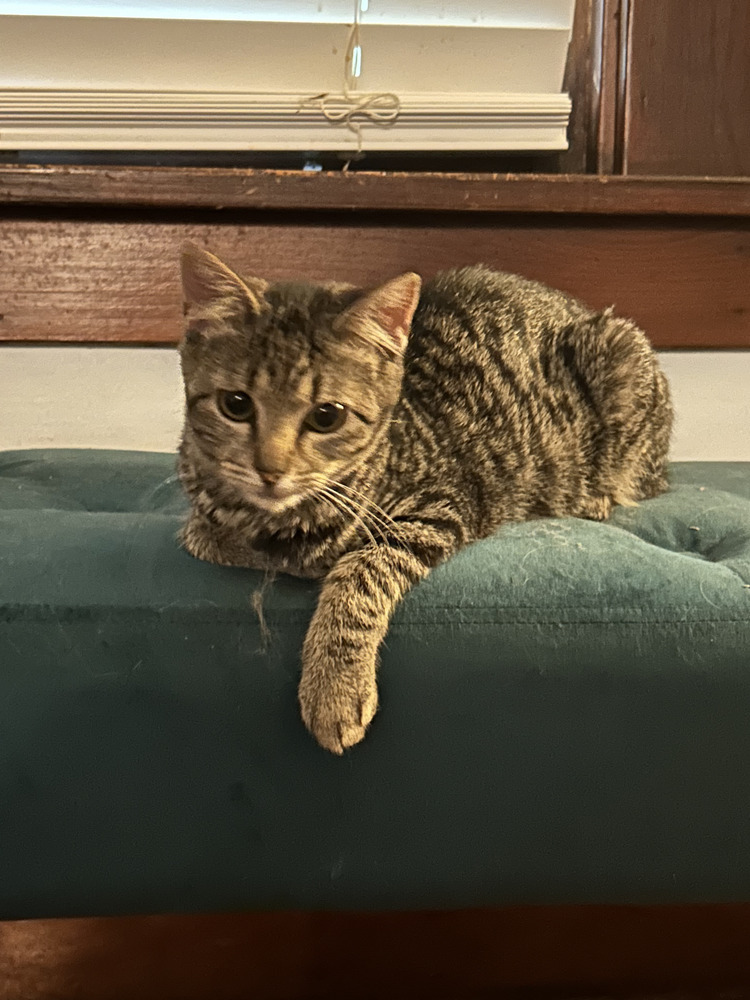 Stormy, an adoptable Domestic Short Hair in Emporia, KS, 66801 | Photo Image 1