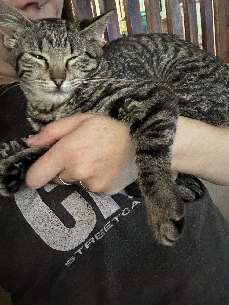 Stormy, an adoptable Domestic Short Hair in Emporia, KS, 66801 | Photo Image 2