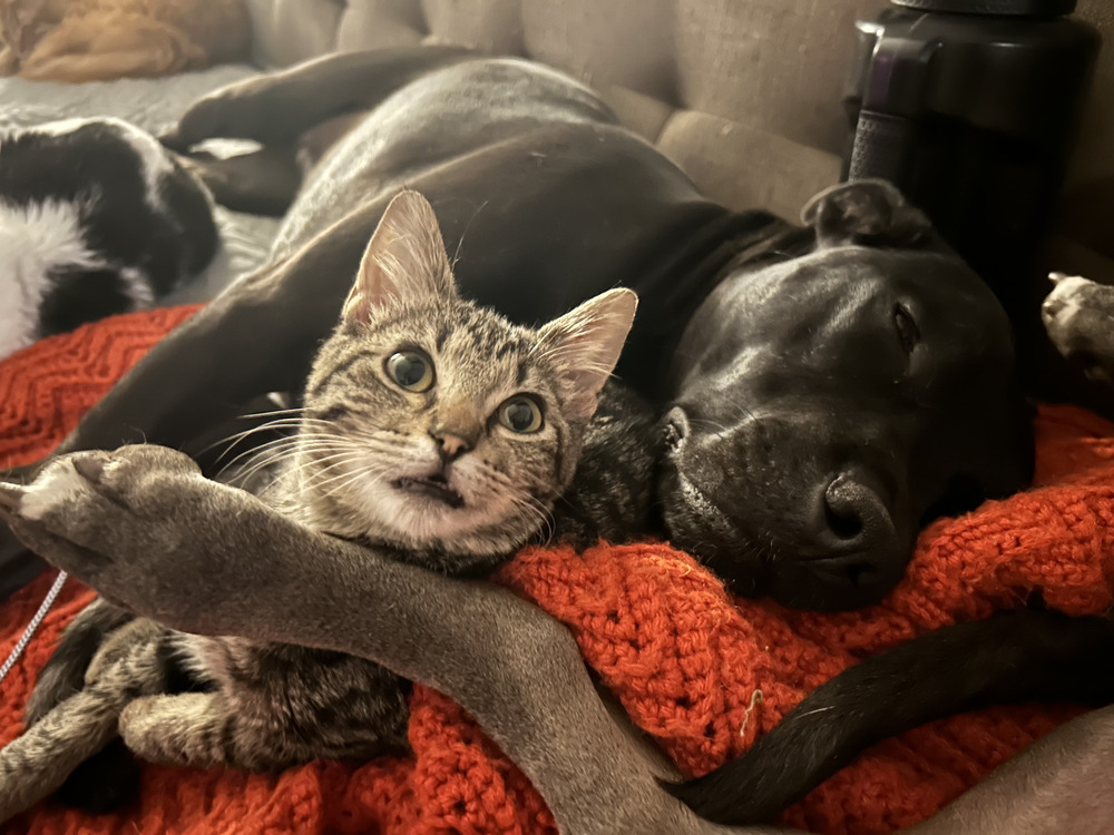 Stormy, an adoptable Domestic Short Hair in Emporia, KS, 66801 | Photo Image 3