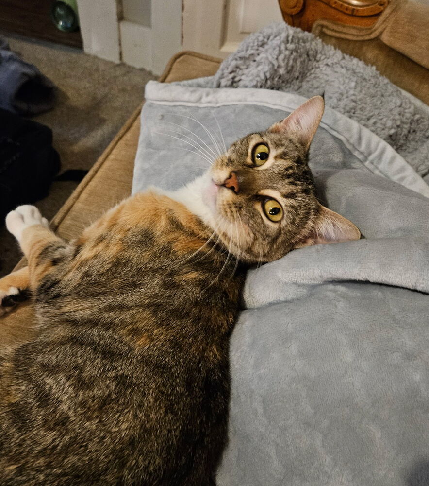 Norah, an adoptable Domestic Short Hair in Emporia, KS, 66801 | Photo Image 1