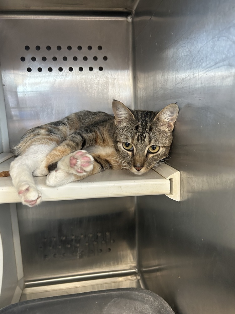 Norah, an adoptable Domestic Short Hair in Emporia, KS, 66801 | Photo Image 2