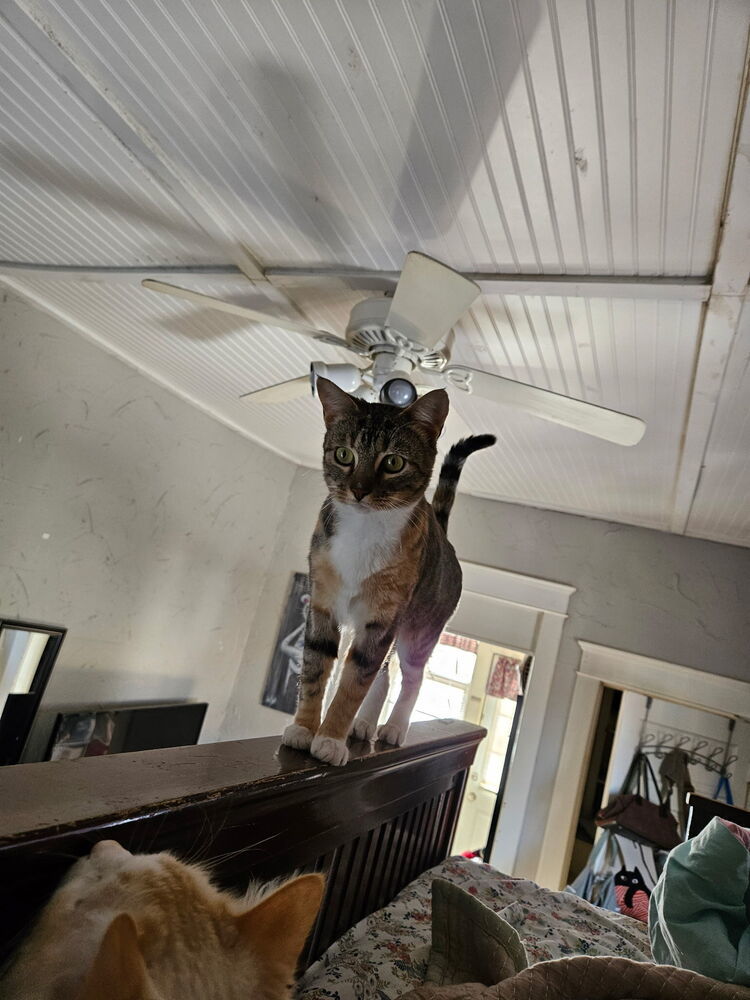 Norah, an adoptable Domestic Short Hair in Emporia, KS, 66801 | Photo Image 3