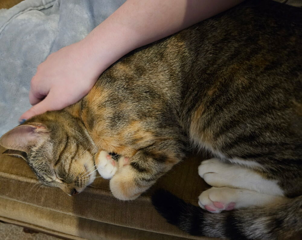 Norah, an adoptable Domestic Short Hair in Emporia, KS, 66801 | Photo Image 4