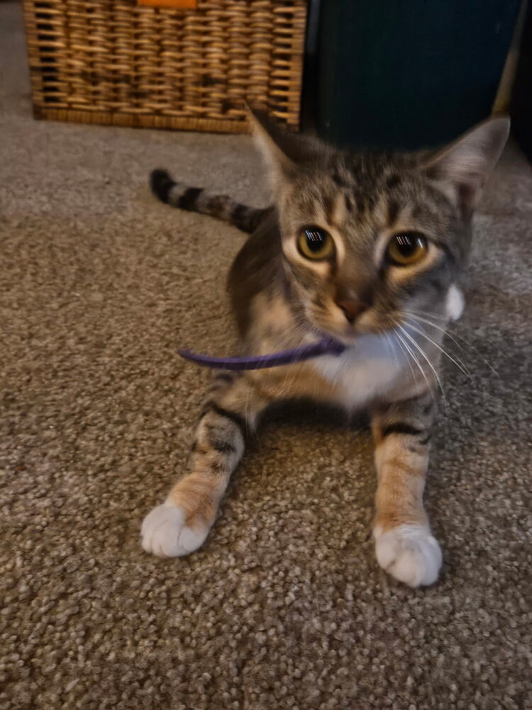 Norah, an adoptable Domestic Short Hair in Emporia, KS, 66801 | Photo Image 5