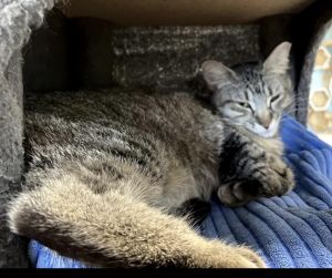 Chopstick Bella Grace, Adult Female Tabby