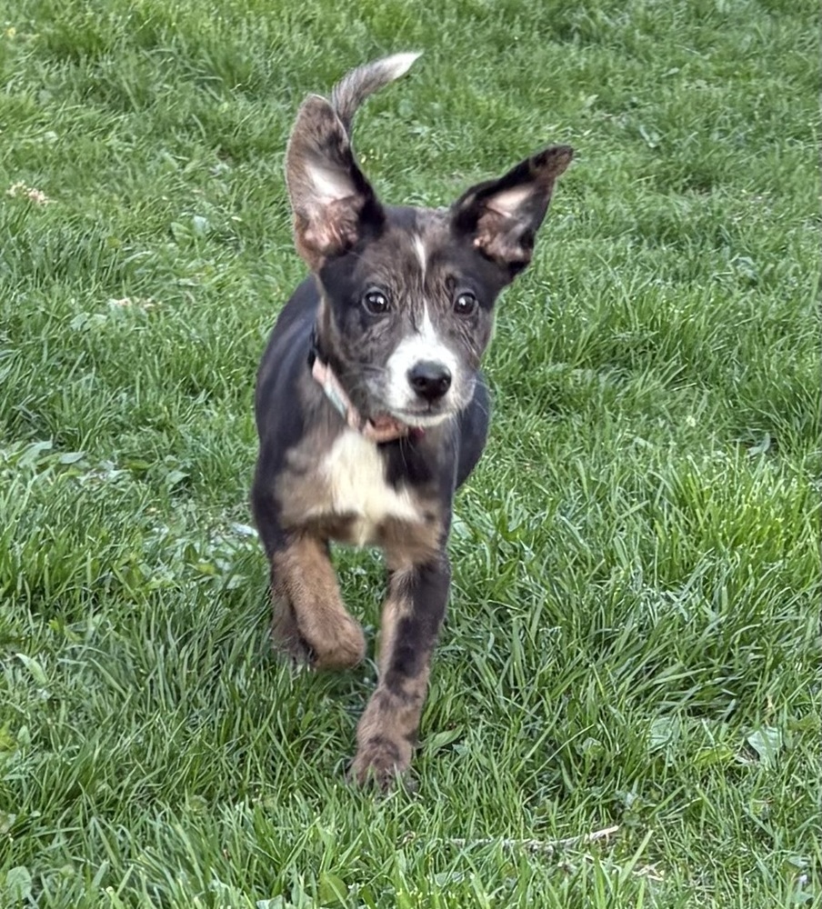 Lassie