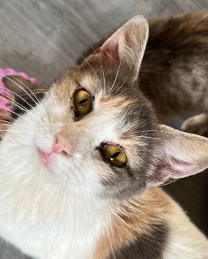 Very sweet and social loves to sit next to you and like to be brushed dominate with other cats