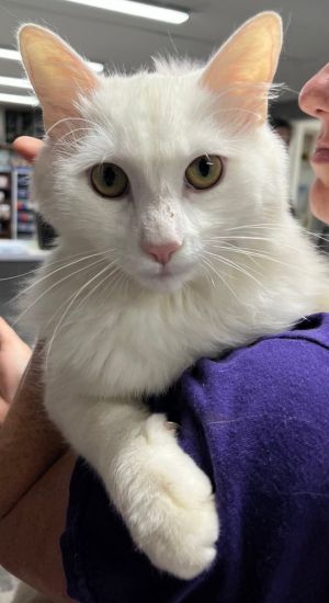 Falkor is very energetic and loves to explore he would be best in a house with other cats and a