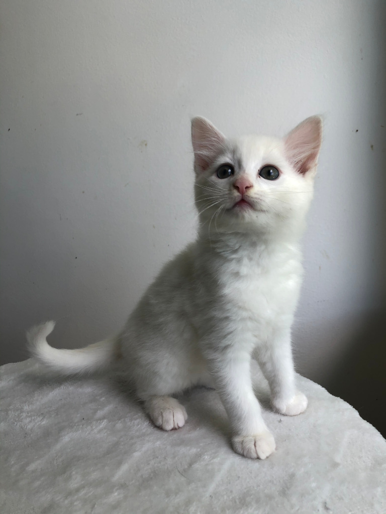 Falkor