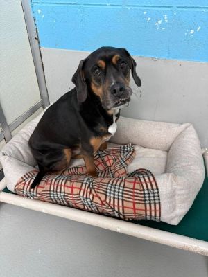 Digby is an awesome boy He is so soft and sweet He deserves to be back into a home He