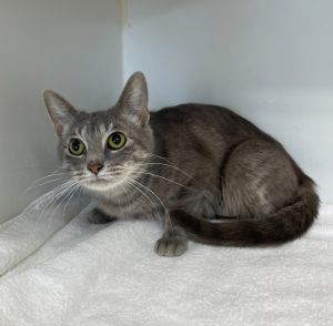 Lavender ~ Available at J&K Mega Pet in Wabash, IN!!