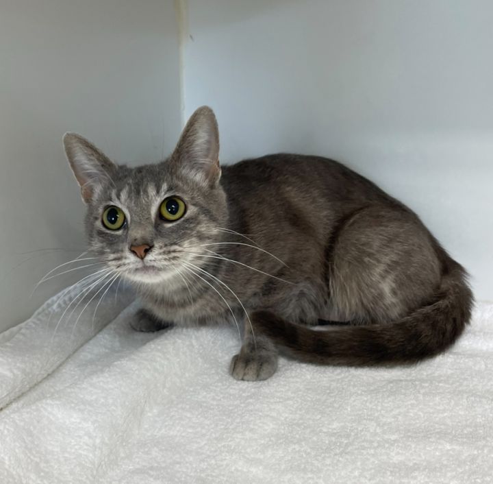 Lavender ~ Available at J&K Mega Pet in Wabash, IN!! 1