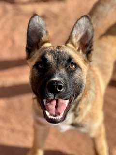 Willa, an adoptable Shepherd in Page, AZ, 86040 | Photo Image 1
