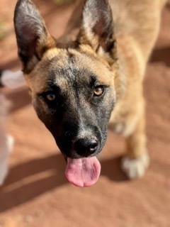 Willa, an adoptable Shepherd in Page, AZ, 86040 | Photo Image 2