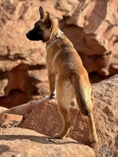 Willa, an adoptable Shepherd in Page, AZ, 86040 | Photo Image 3
