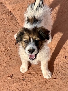 Ronnie, an adoptable Shepherd in Page, AZ, 86040 | Photo Image 1