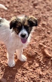 Ronnie, an adoptable Shepherd in Page, AZ, 86040 | Photo Image 2