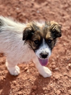 Ronnie, an adoptable Shepherd in Page, AZ, 86040 | Photo Image 3