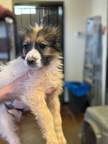 Ronnie, an adoptable Shepherd in Page, AZ, 86040 | Photo Image 4