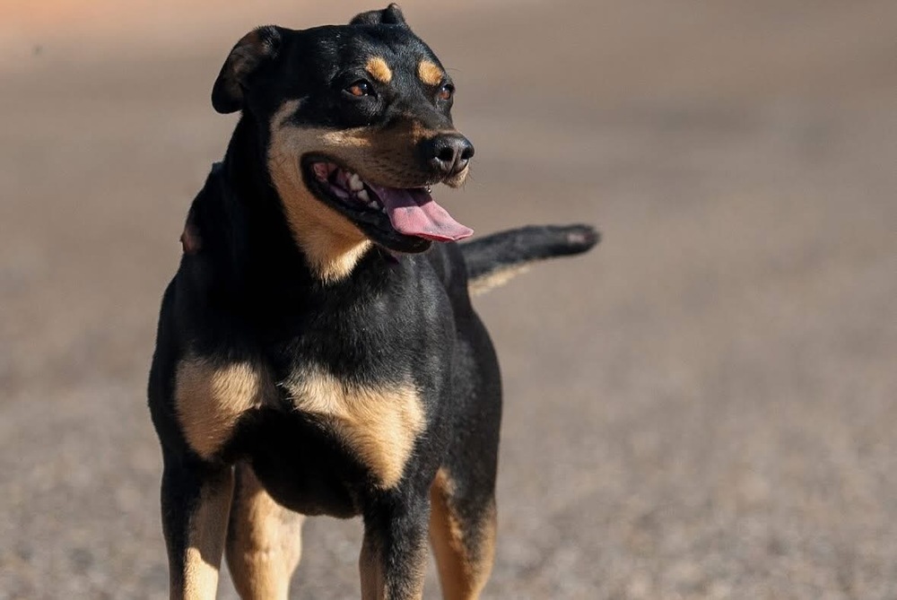 Raven, an adoptable Rottweiler, Mixed Breed in Page, AZ, 86040 | Photo Image 1