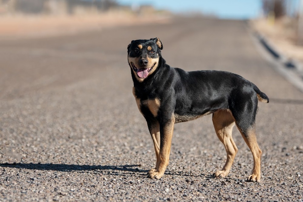 Raven, an adoptable Rottweiler, Mixed Breed in Page, AZ, 86040 | Photo Image 2