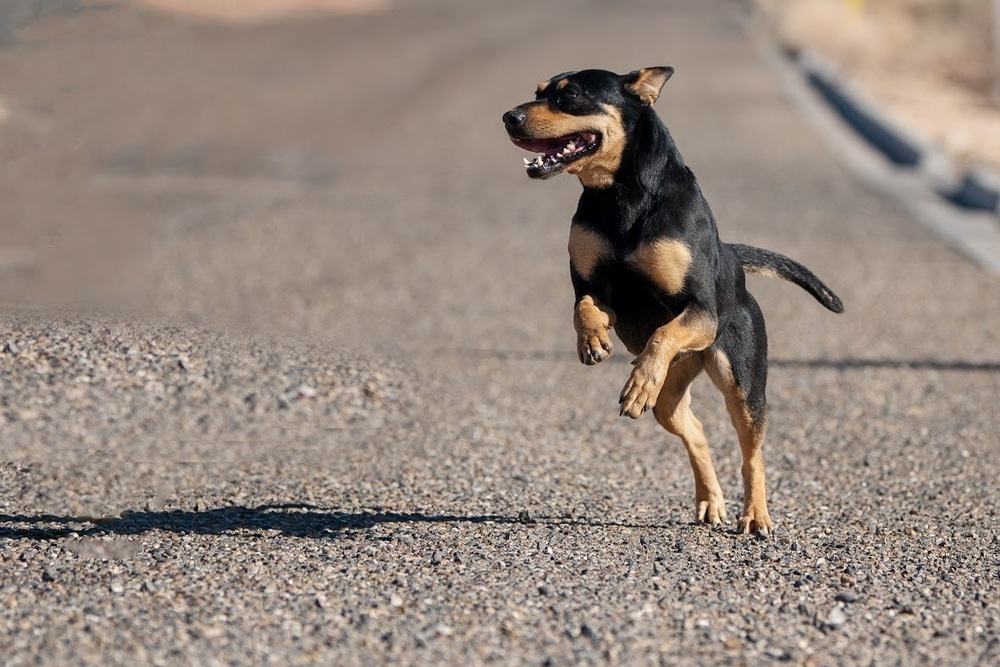Raven, an adoptable Rottweiler, Mixed Breed in Page, AZ, 86040 | Photo Image 3