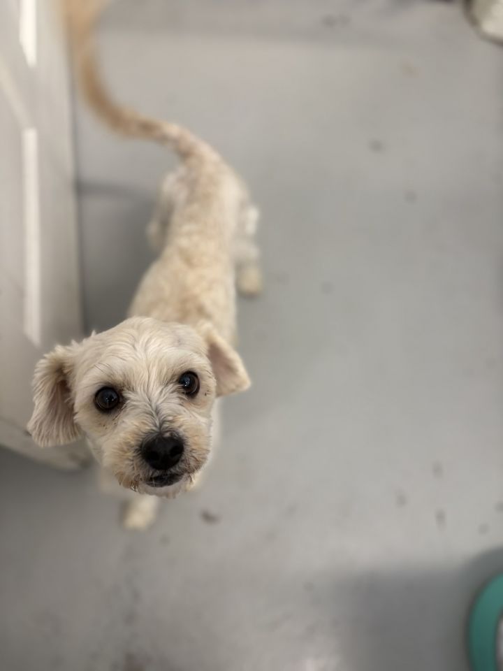 Tilly #0932 1