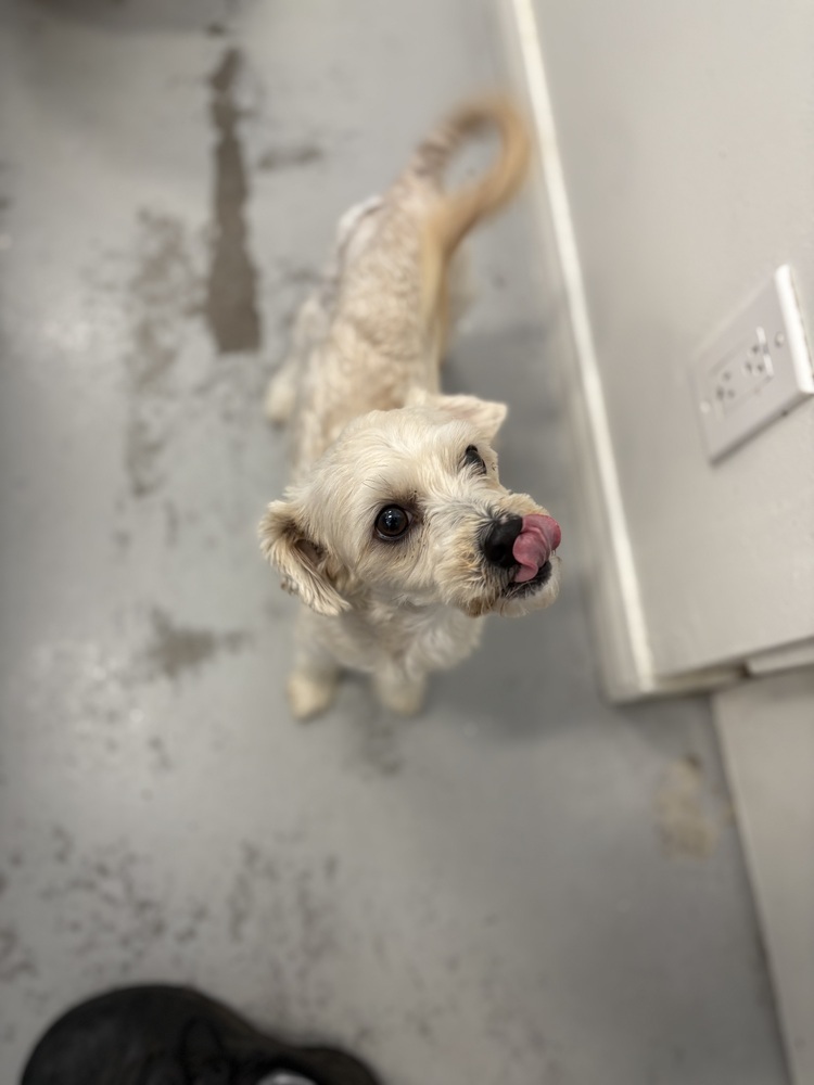 Tilly #0932
