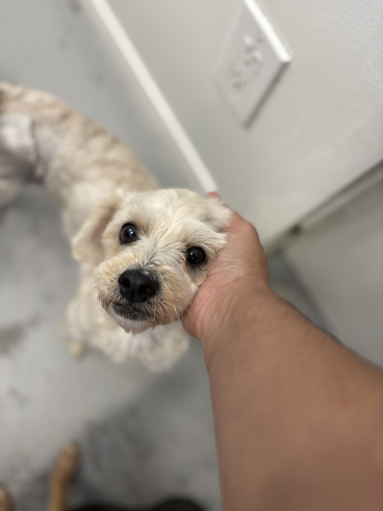 Tilly #0932