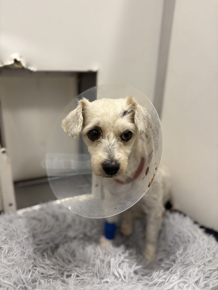 Tilly #0932 6