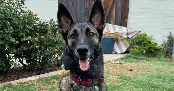 Gabby - located in AZ 2