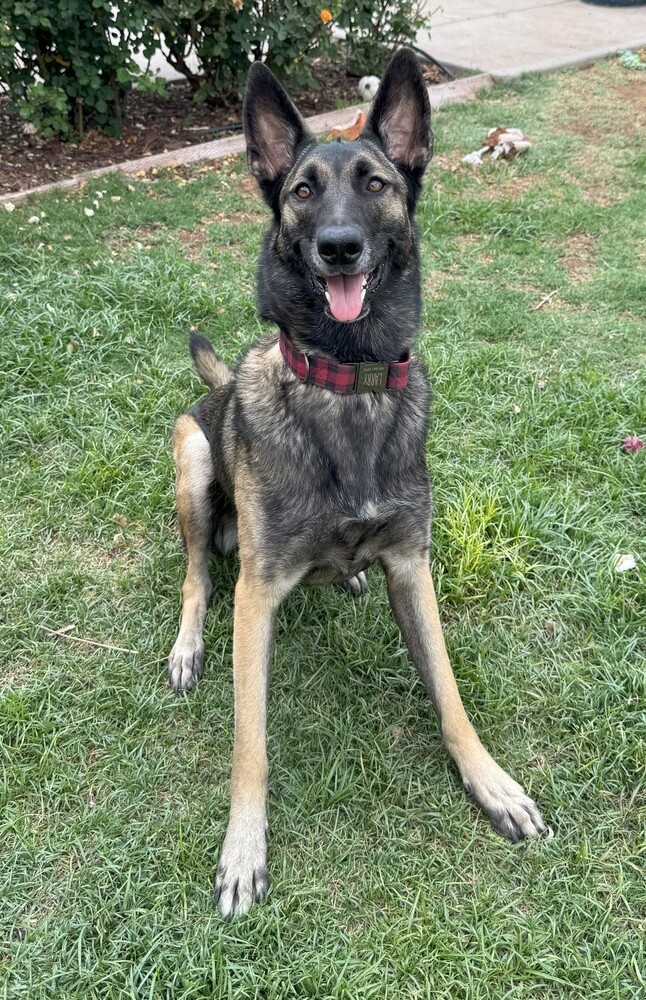 Gabby - located in AZ 3