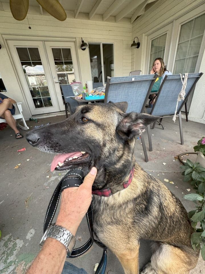 Gabby - located in AZ 4