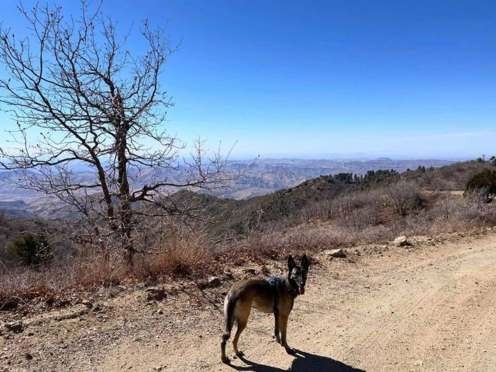 Gabby - located in AZ 6