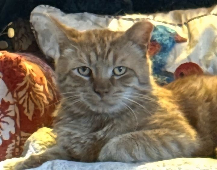 Garfield 1