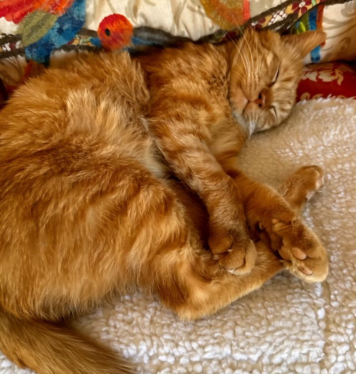 Garfield 2