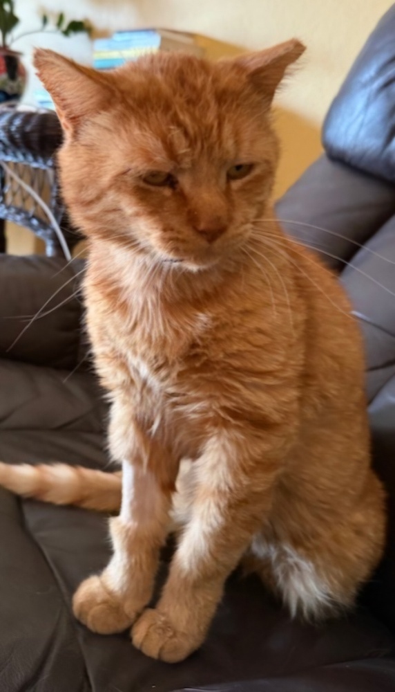 Garfield 3