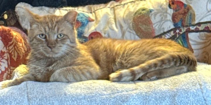 Garfield 5