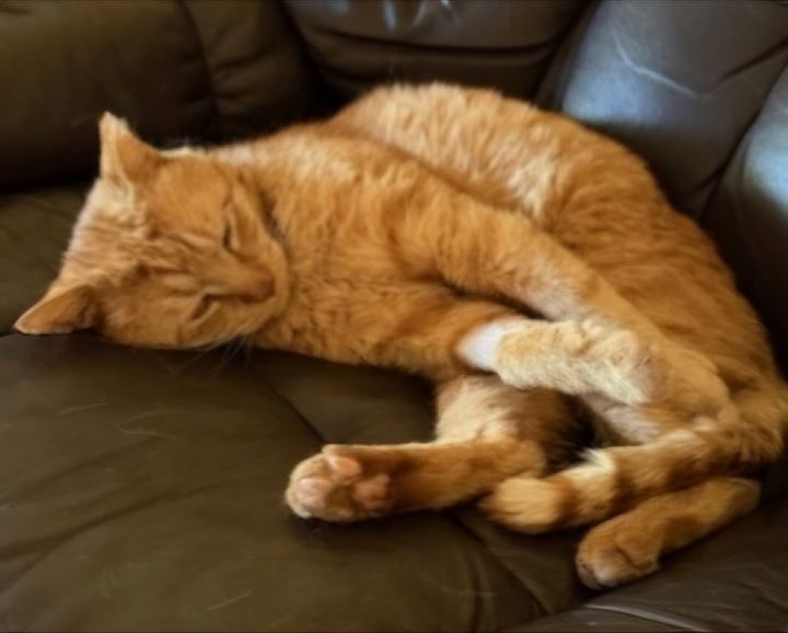 Garfield 6
