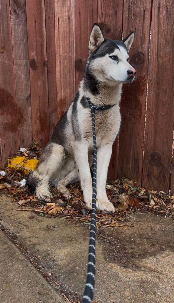 BODHI
