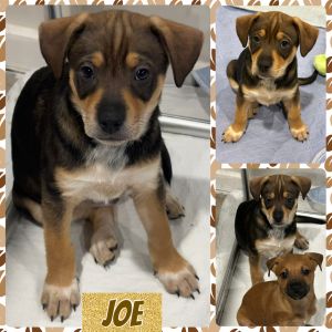 Joe