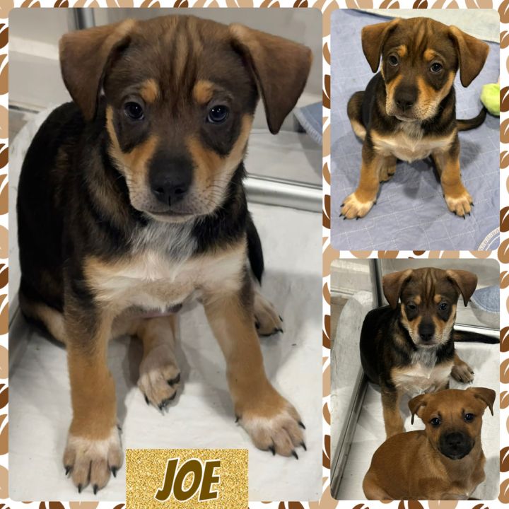 Joe 1