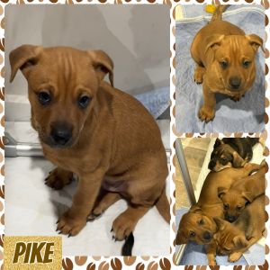 Pike