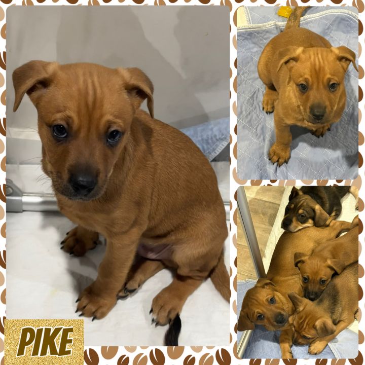 Pike 1
