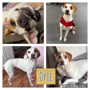 Opie