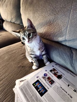 Peyton (Bonded with Amelia), Baby Female unknown