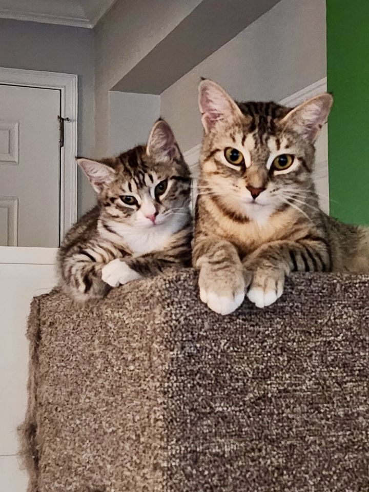 Peyton (Bonded with Amelia) 2