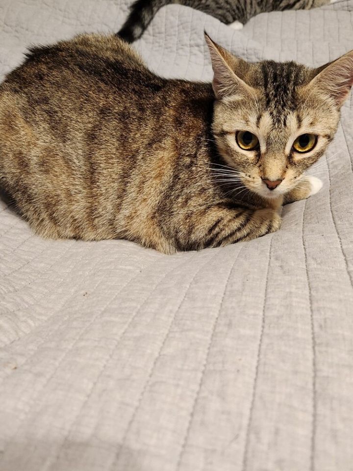 Amelia (Bonded with Peyton) 1
