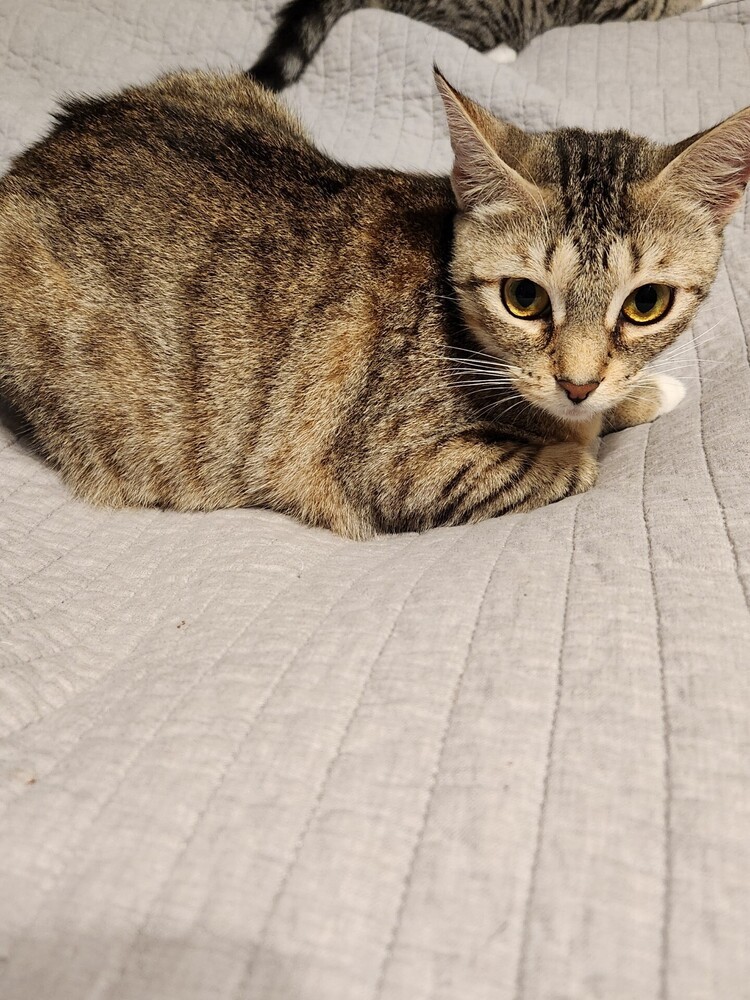 Amelia (Bonded with Peyton)