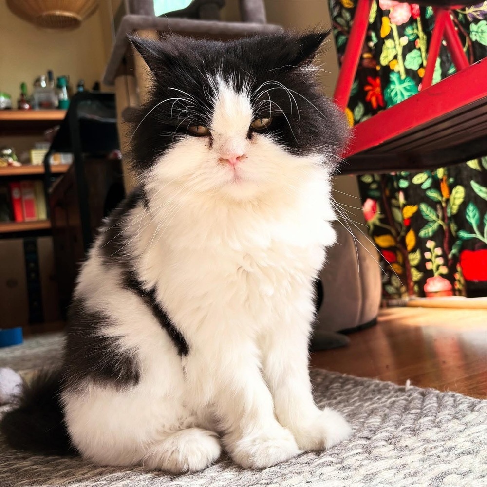 Diamond, an adoptable Persian in Vienna , VA, 22180 | Photo Image 1